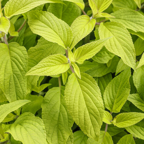 Salvia - Rockin: Golden Delicious