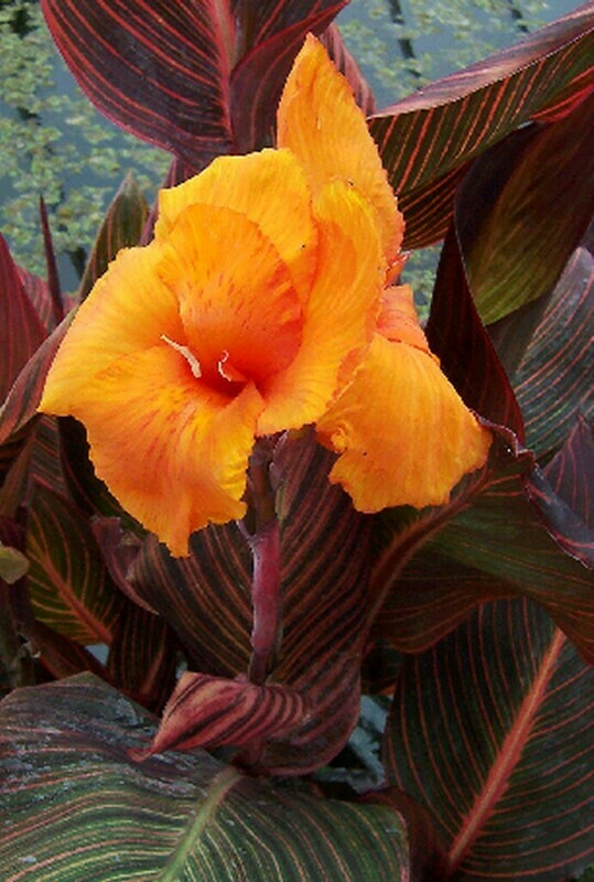 Canna Lily: African Sunset