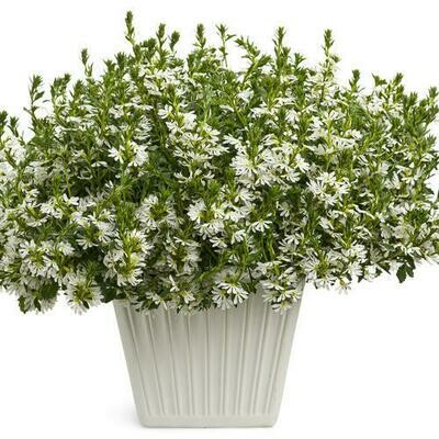 Scaevola - Whirlwind: White