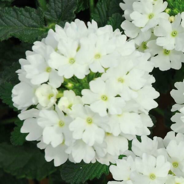 Verbena - Lascar: White