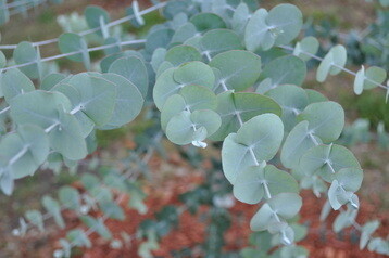 Eucalyptus: Cinerea