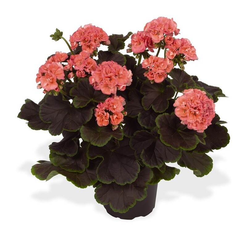 Geranium - Brocade: Salmon Night