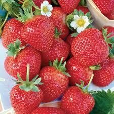 Strawberry: Day-Neutral (Ever-bearing)