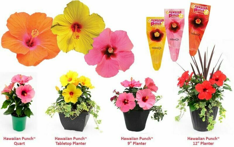 Hibiscus: Hawaiian Punch