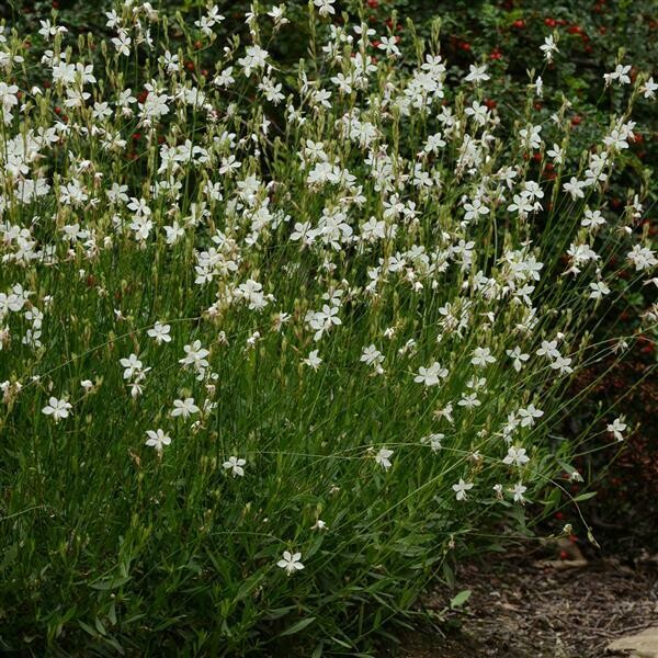 Gaura - Belleza: White