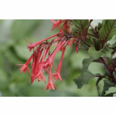 Fuchsia: Gartenmeister