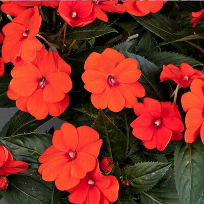 Impatiens - Sunpatiens: Compact Orange