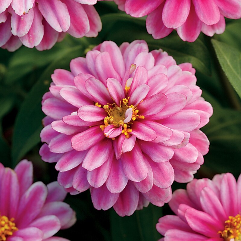 Zinnia - Zahara: Double Raspberry Ripple