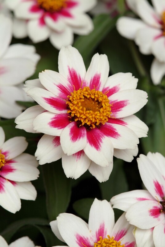 Zinnia - Zahara: Starlight Rose