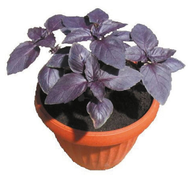 Basil: Red Rubin