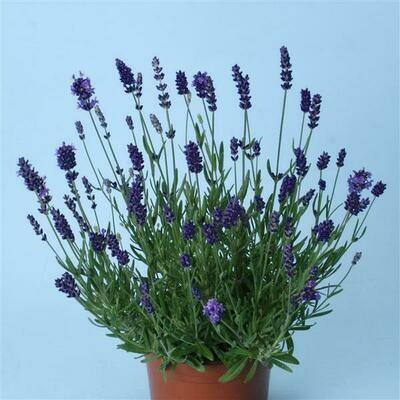 Lavender: Ellagance Purple (English)