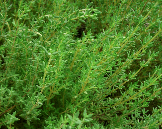 Thyme: Summer