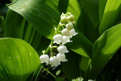 Convallaria: Majalis (Lily of the Valley)