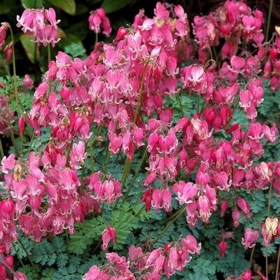 Dicentra: King of Hearts