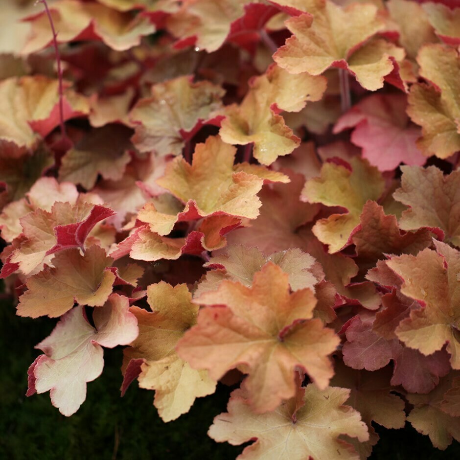 Heuchera: Caramel