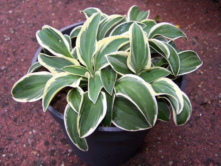 Hosta: Funny Mouse