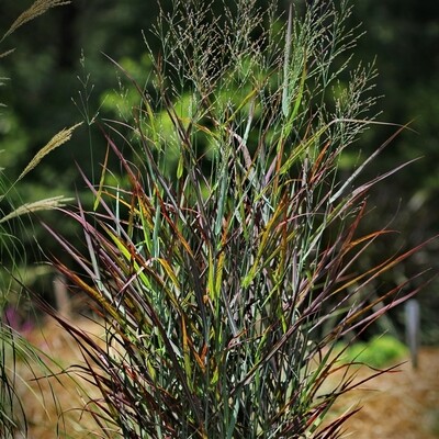 Panicum: Cheyenne (Switch Grass)