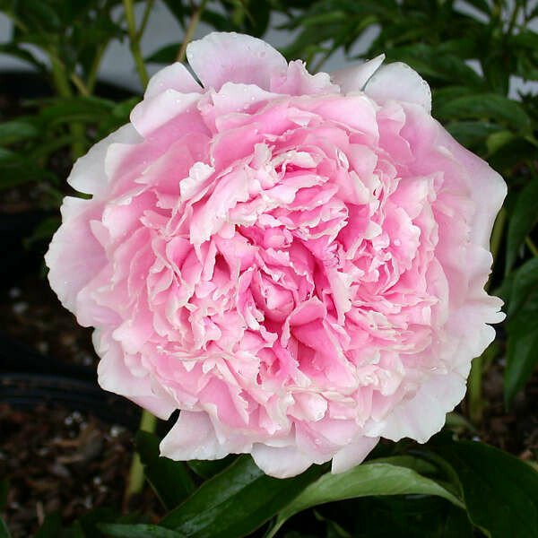 Peony: Pink Sarah Bernhardt