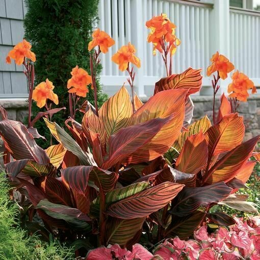 Canna Lily: African Sunset
