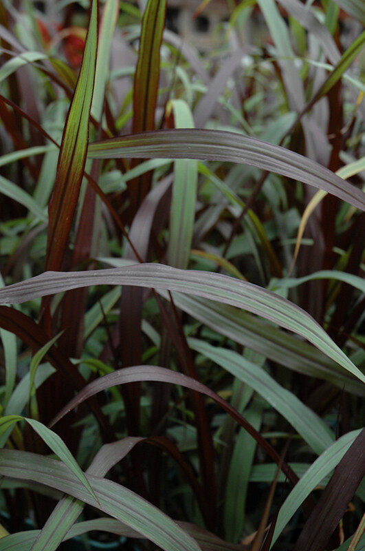 Pennisetum: First Knight (Giant)