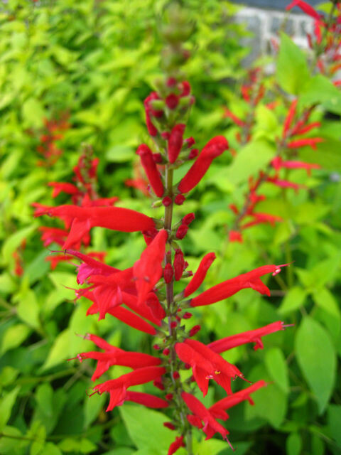 Salvia - Rockin: Golden Delicious