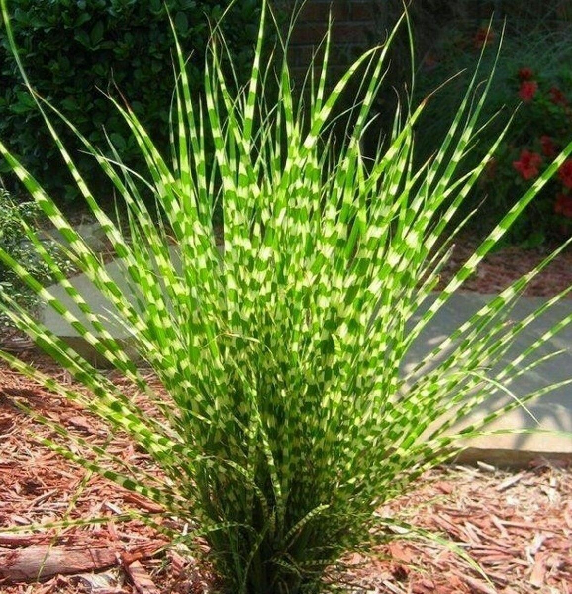 Zebra Japanese Silver Grass
