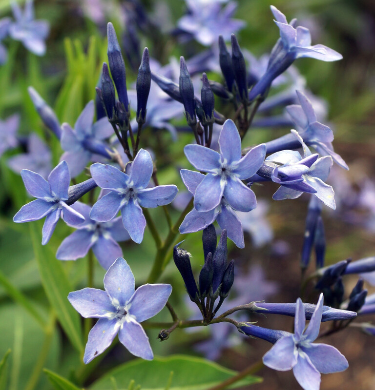 Amsonia: Storm Cloud