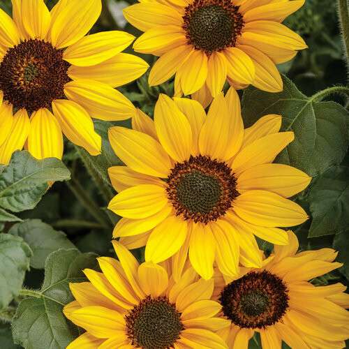 Sunflower - Suncredible: Yellow