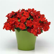 Impatiens - Beacon: Red