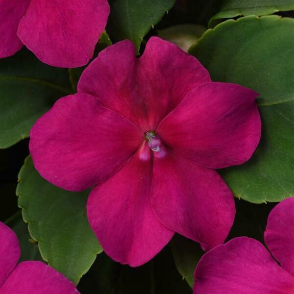 Impatiens - Beacon: Violet