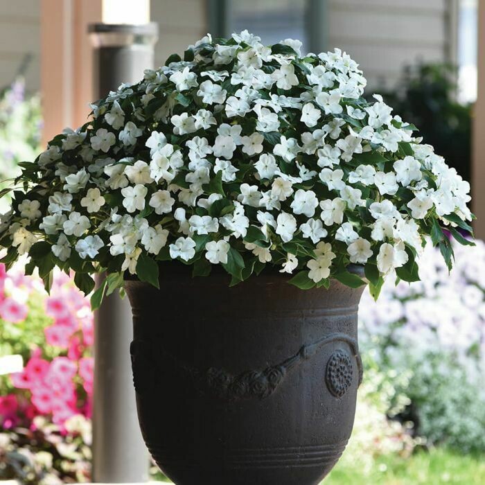 Impatiens - Beacon: White