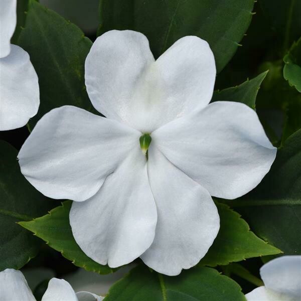 Impatiens - Beacon: White