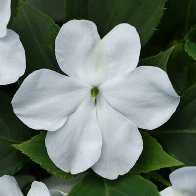 Impatiens - Beacon: White