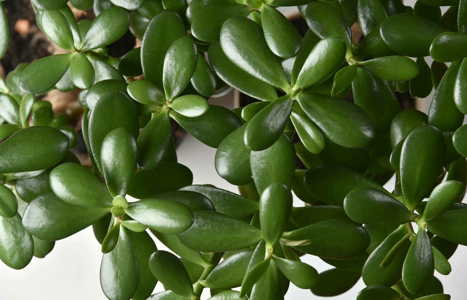 Crassula: Ovata (Jade Plant)