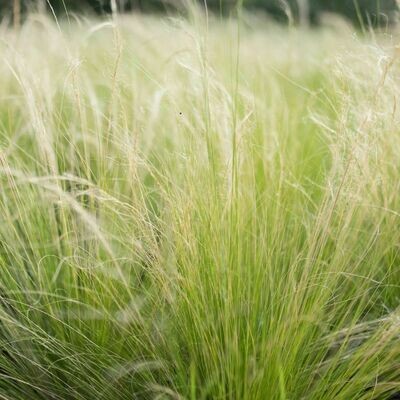 Stipa tenuissima: Ponytail Grass