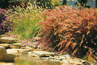 Pennisetum Grasses