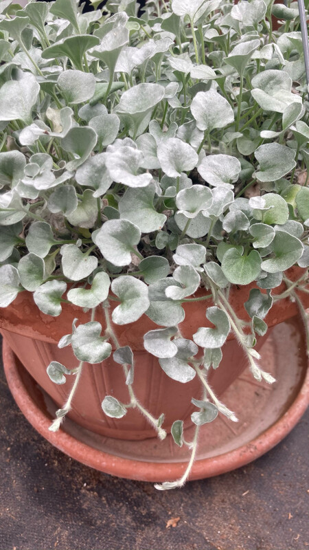 Dichondra: Silver Falls