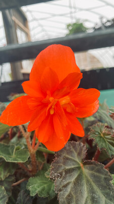Begonia - Illumination: Orange