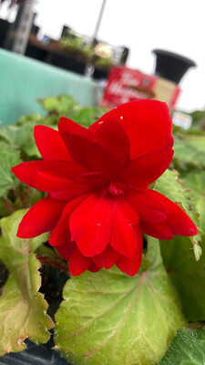 Begonia - Illumination: Scarlet