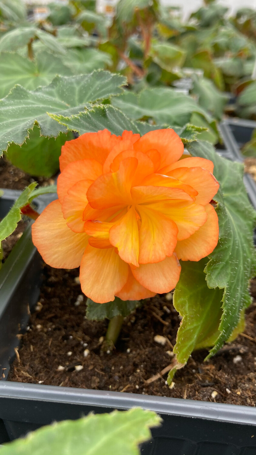 Begonia - Illumination: Apricot