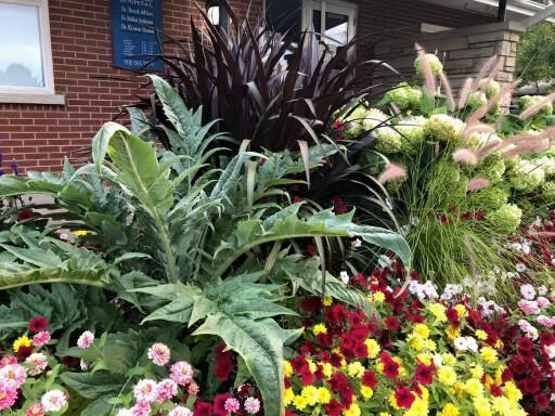 Cardoon