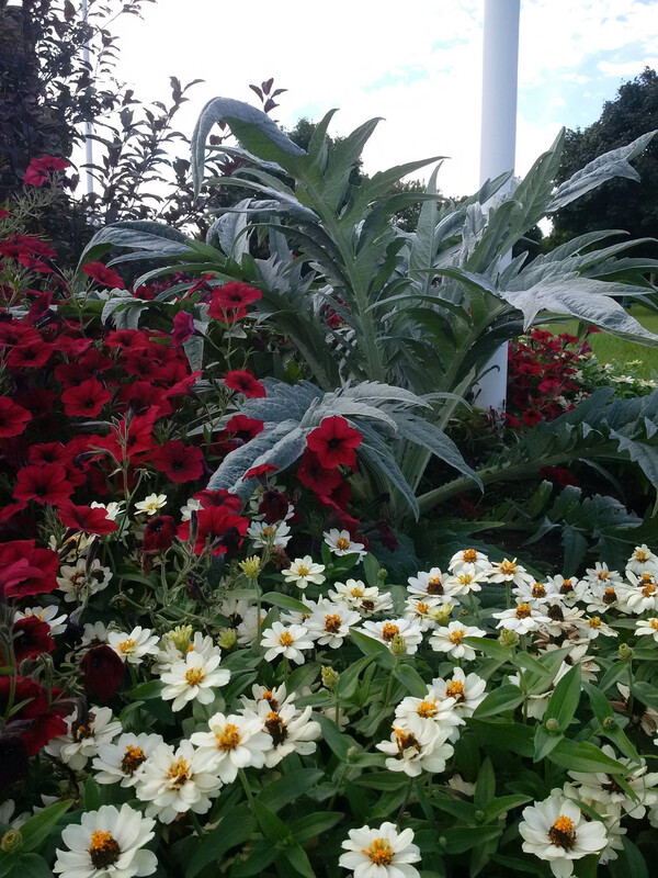 Cardoon