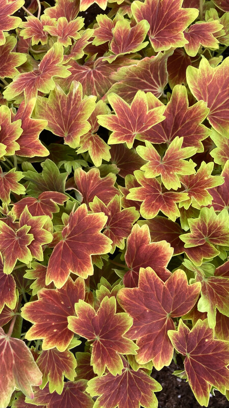 Geranium - Vancouver Centennial