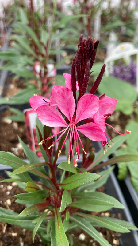 Gaura - Belleza: Dark Pink