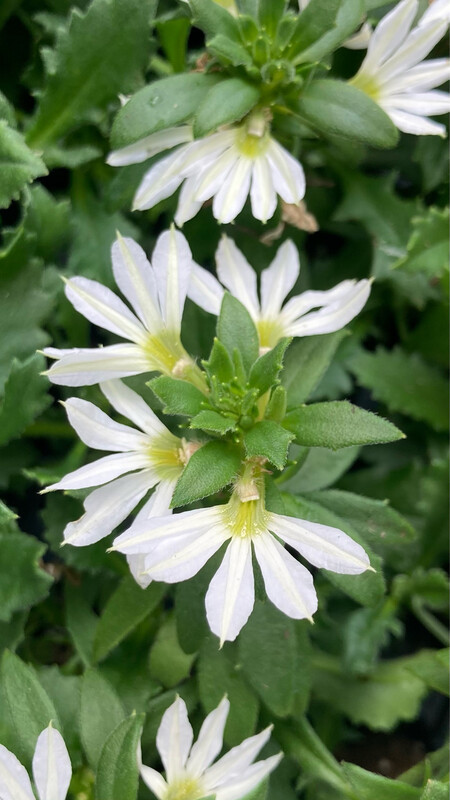 Scaevola - Whirlwind: White