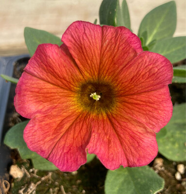 petunia supercal cinnamon petunia supercal cinnamon