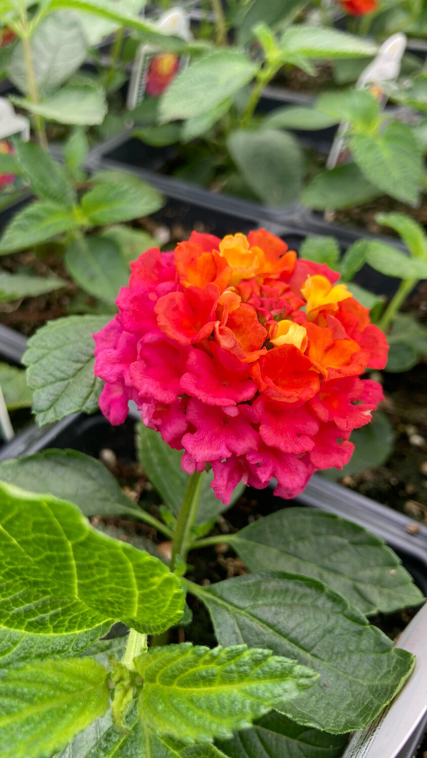 Lantana - Landmark: Sunrise Rose