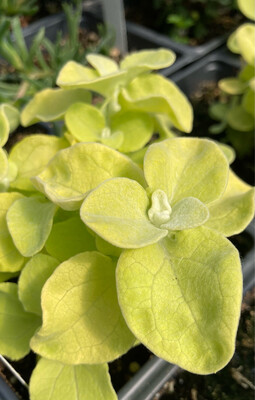 Helichrysum: Lemon (Licorice Plant)