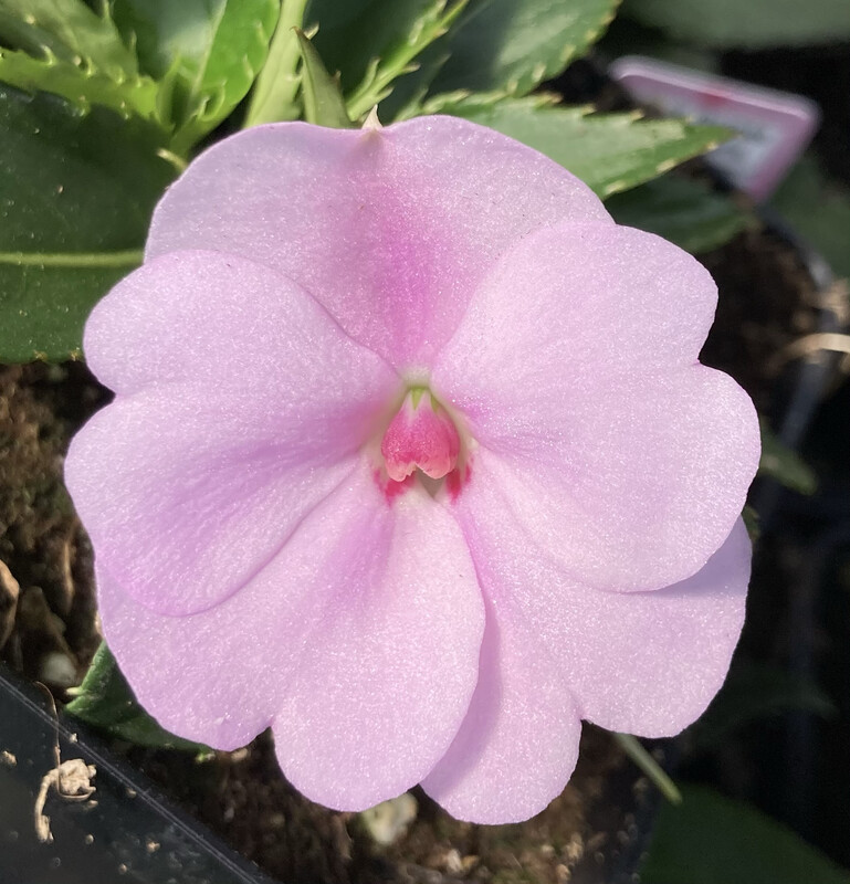 Impatiens - Sunpatiens: Compact Orchid Blush