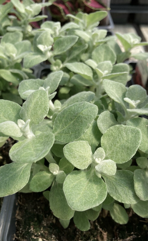 Helichrysum: Silver (Licorice Plant)